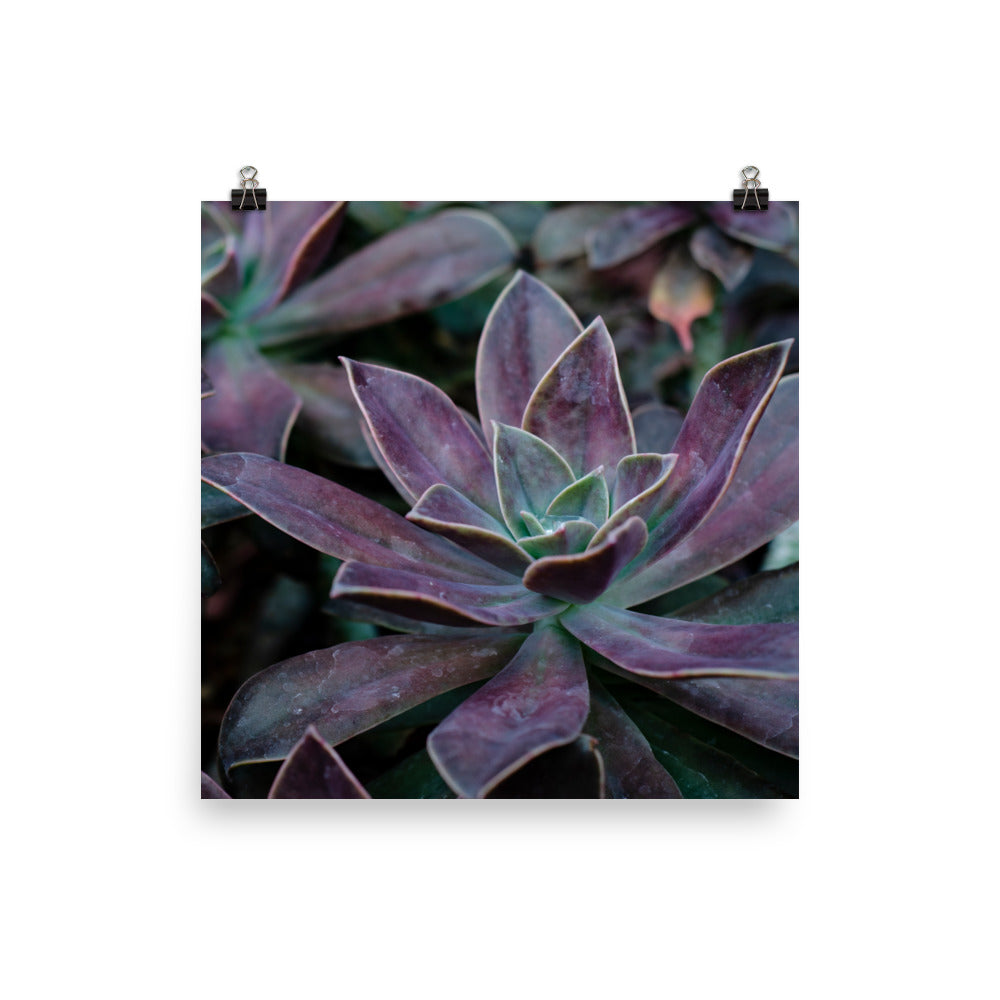 The Purple Succulent Garden Art Print is a beautiful way to show off a love for plants, succulents, and photography. Nature is showing off in this photo with purple-toned succulents and their gorgeously shaped leaves. The perfect moody-toned photo for a cozy room.
