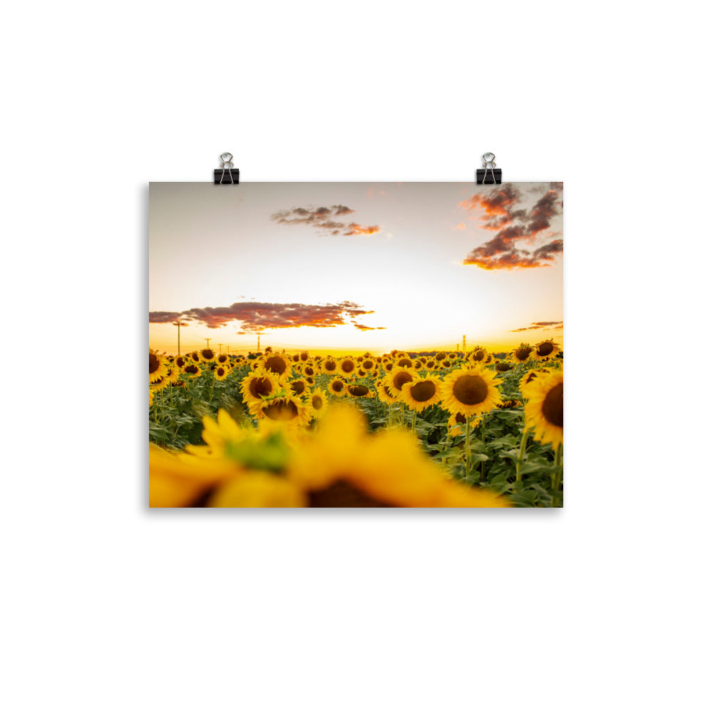 There's nothing quite like a sunset, especially when you're surrounded by sunflowers in the summertime. Lover of sunflowers? It's hard not to be. This picture-perfect moment will look right at home in any room, bringing warmth and depth.