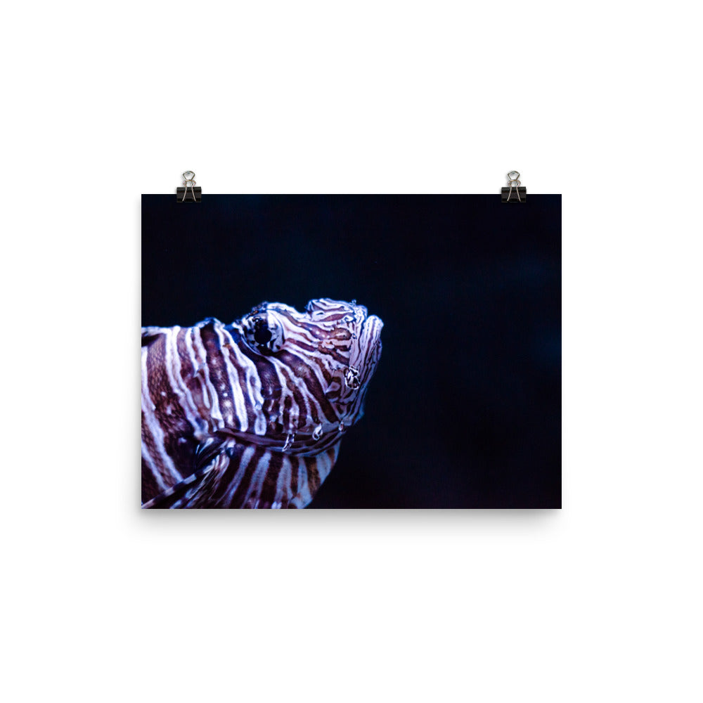 Lionfish 1 Art Print