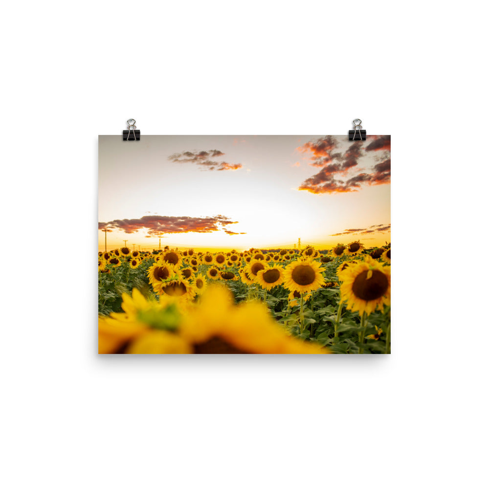 There's nothing quite like a sunset, especially when you're surrounded by sunflowers in the summertime. Lover of sunflowers? It's hard not to be. This picture-perfect moment will look right at home in any room, bringing warmth and depth.