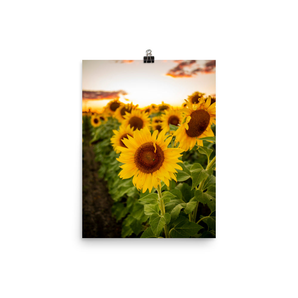 A field of sunflowers as far as the eye can see.. not too many things as warm and beautiful as that. A Junebug on a Sunflower in the middle of summer. This picture-perfect moment will look right at home in any room, bringing warmth and depth. Photographed in Ohio.
