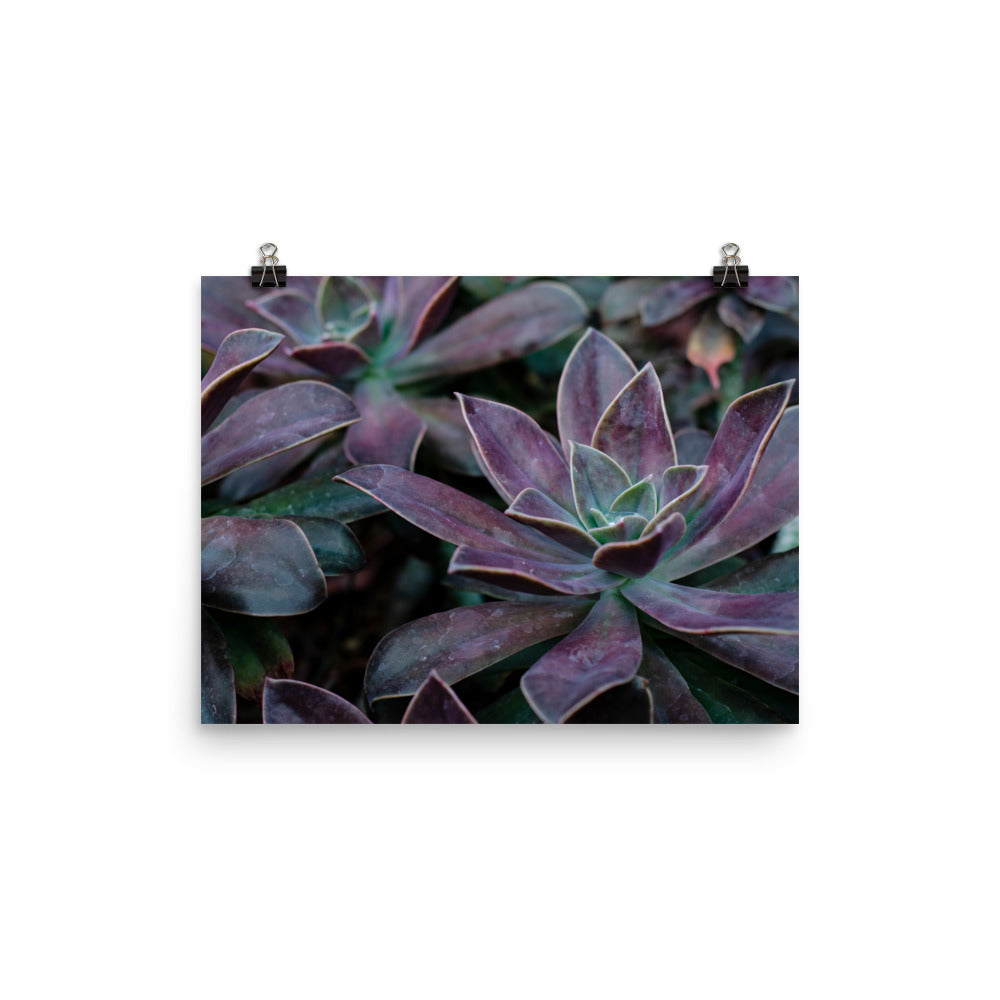The Purple Succulent Garden Art Print is a beautiful way to show off a love for plants, succulents, and photography. Nature is showing off in this photo with purple-toned succulents and their gorgeously shaped leaves. The perfect moody-toned photo for a cozy room.