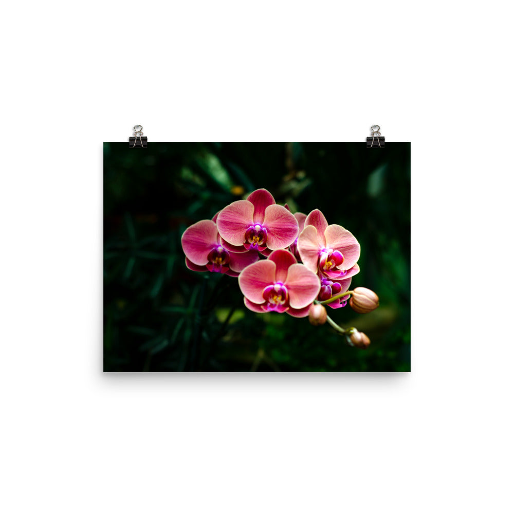 Branching Orchids Art Print
