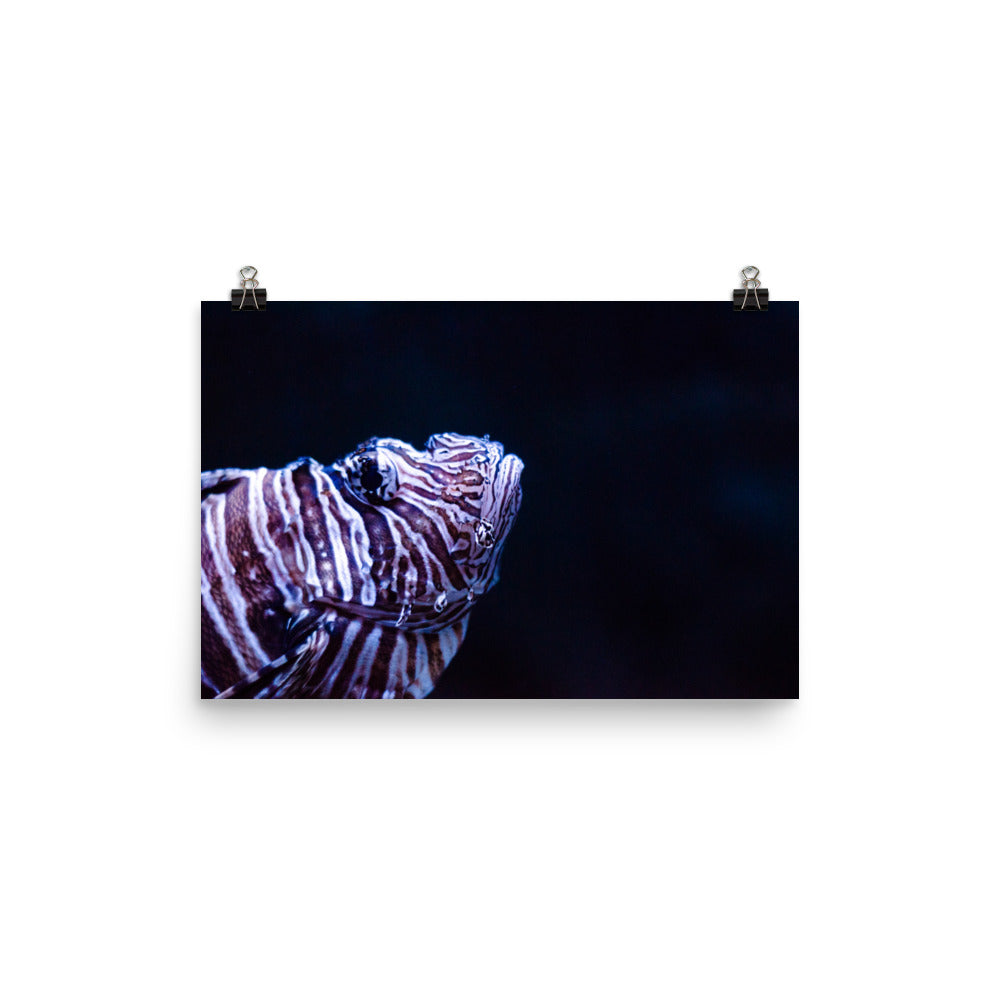 Lionfish 1 Art Print