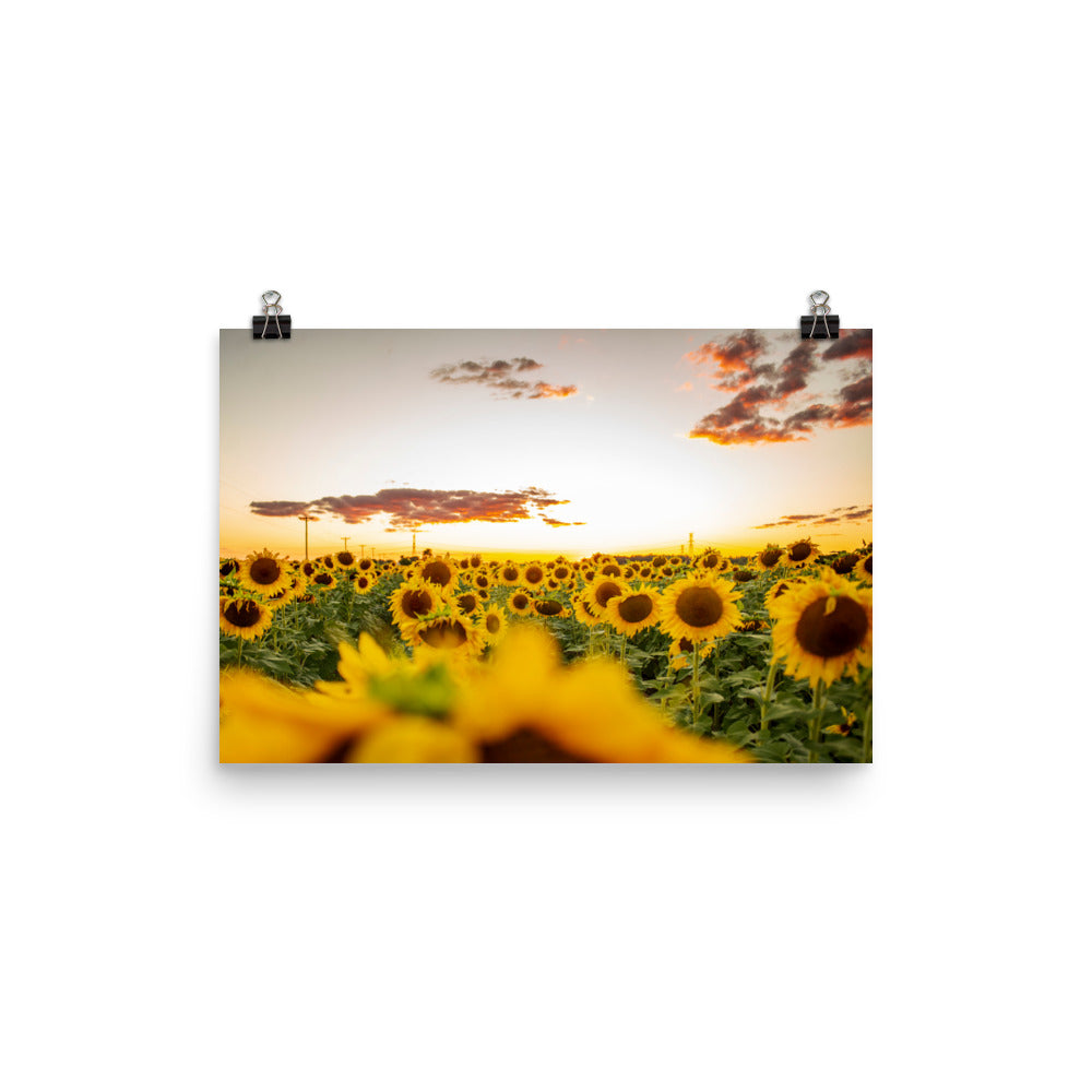 There's nothing quite like a sunset, especially when you're surrounded by sunflowers in the summertime. Lover of sunflowers? It's hard not to be. This picture-perfect moment will look right at home in any room, bringing warmth and depth.