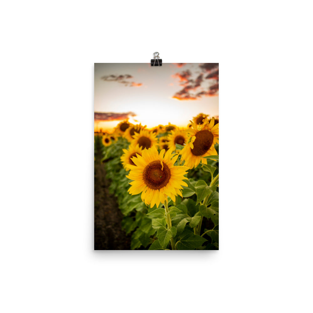 A field of sunflowers as far as the eye can see.. not too many things as warm and beautiful as that. A Junebug on a Sunflower in the middle of summer. This picture-perfect moment will look right at home in any room, bringing warmth and depth. Photographed in Ohio.