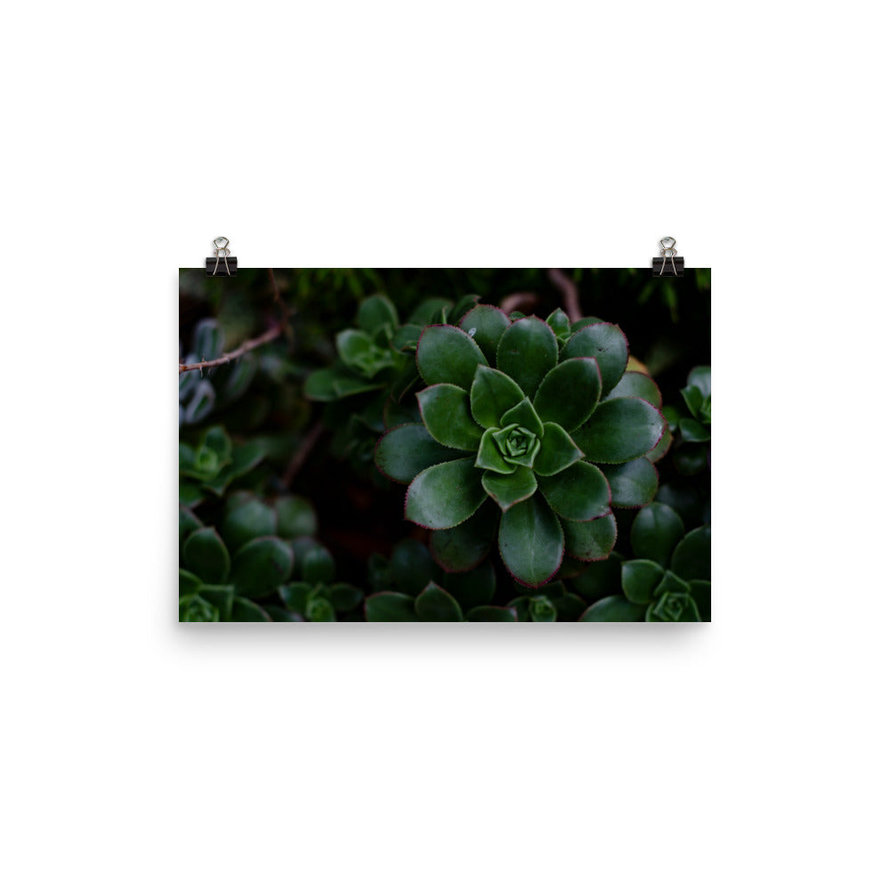 Succulents seem to be pure magic, though many plants do. If you're a plant lover you may find the symmetry mesmerizing. This photo has a dark flair, so if you want to add to a moody maximalist dark vibe, this photo will do the trick.
