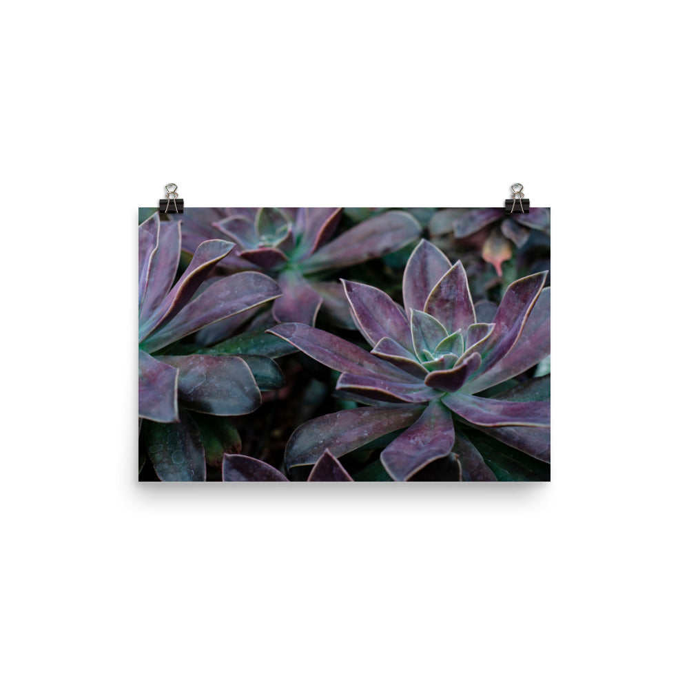 The Purple Succulent Garden Art Print is a beautiful way to show off a love for plants, succulents, and photography. Nature is showing off in this photo with purple-toned succulents and their gorgeously shaped leaves. The perfect moody-toned photo for a cozy room.