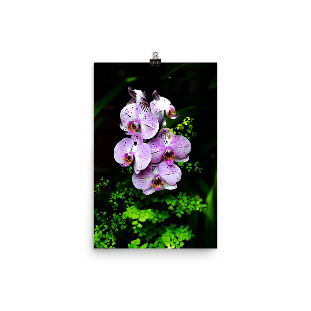Purple Orchids Art Print