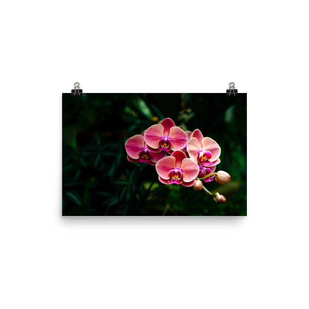 Branching Orchids Art Print