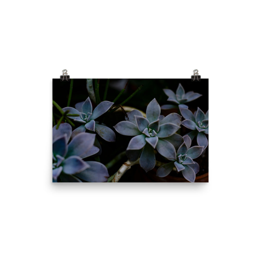 Purple Succulent Garden Art Print 2