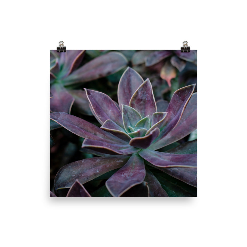 The Purple Succulent Garden Art Print is a beautiful way to show off a love for plants, succulents, and photography. Nature is showing off in this photo with purple-toned succulents and their gorgeously shaped leaves. The perfect moody-toned photo for a cozy room.
