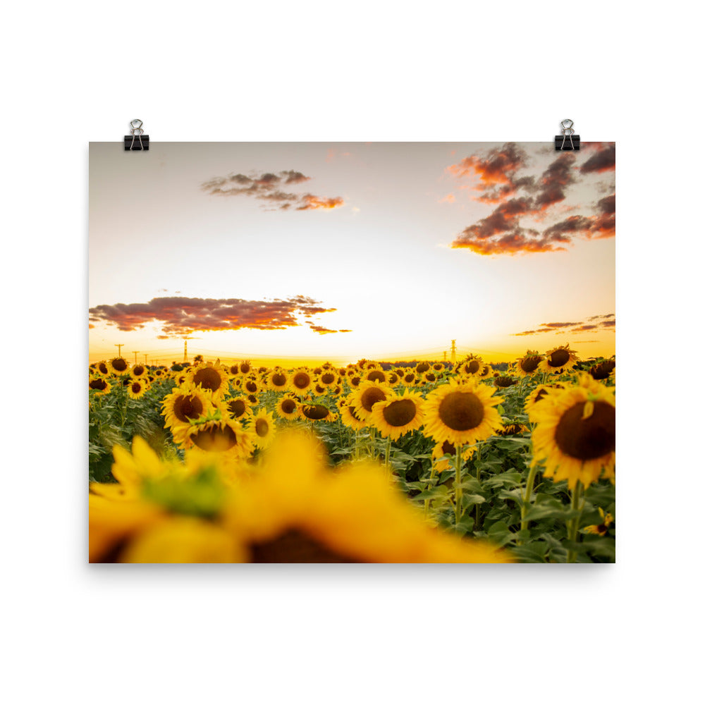 There's nothing quite like a sunset, especially when you're surrounded by sunflowers in the summertime. Lover of sunflowers? It's hard not to be. This picture-perfect moment will look right at home in any room, bringing warmth and depth.