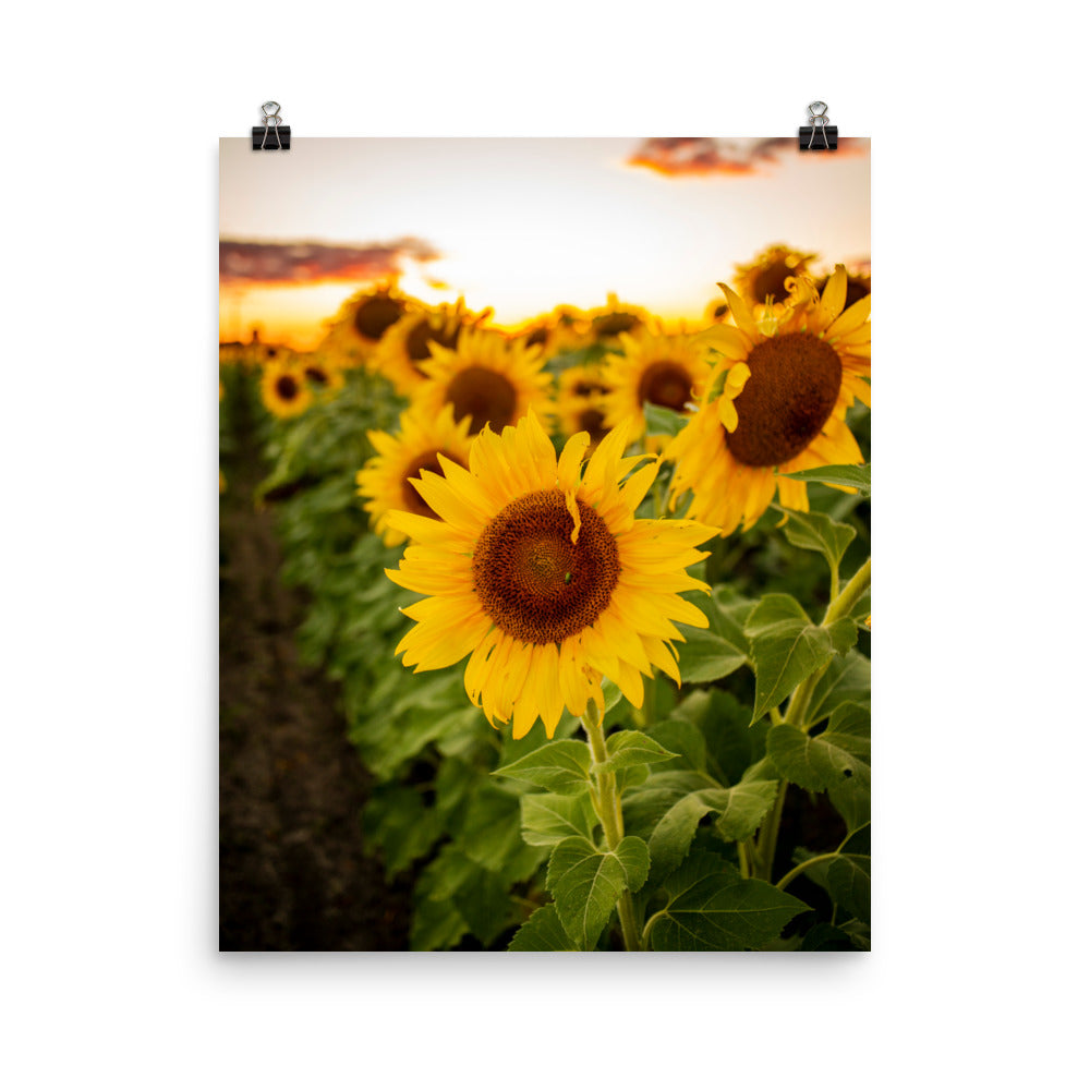A field of sunflowers as far as the eye can see.. not too many things as warm and beautiful as that. A Junebug on a Sunflower in the middle of summer. This picture-perfect moment will look right at home in any room, bringing warmth and depth. Photographed in Ohio.