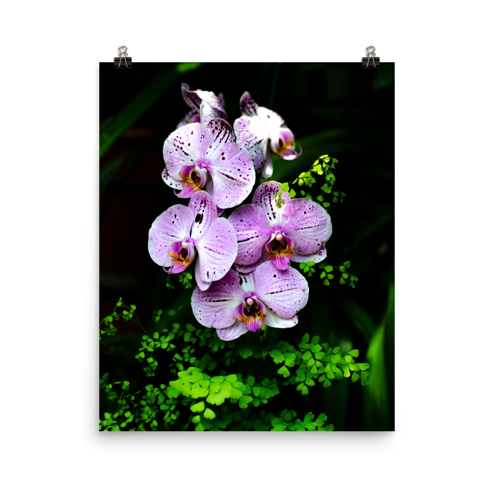 Purple Orchids Art Print