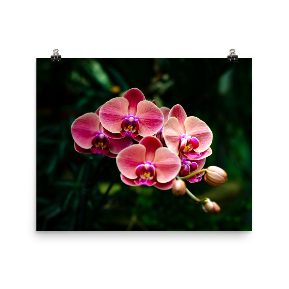Branching Orchids Art Print