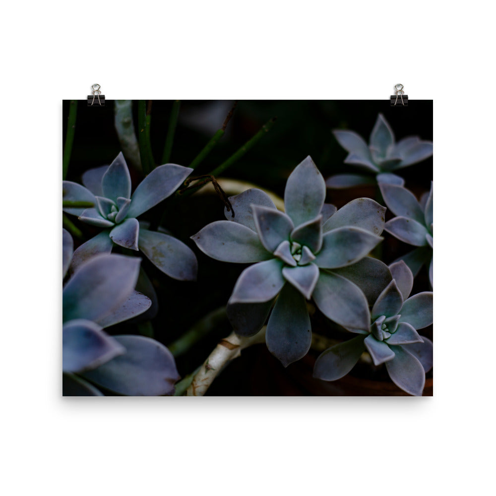 Purple Succulent Garden Art Print 2