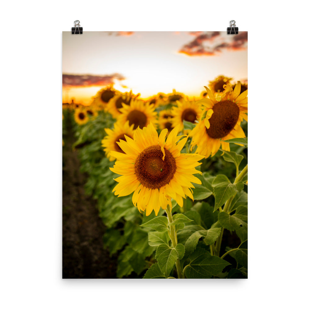 A field of sunflowers as far as the eye can see.. not too many things as warm and beautiful as that. A Junebug on a Sunflower in the middle of summer. This picture-perfect moment will look right at home in any room, bringing warmth and depth. Photographed in Ohio.