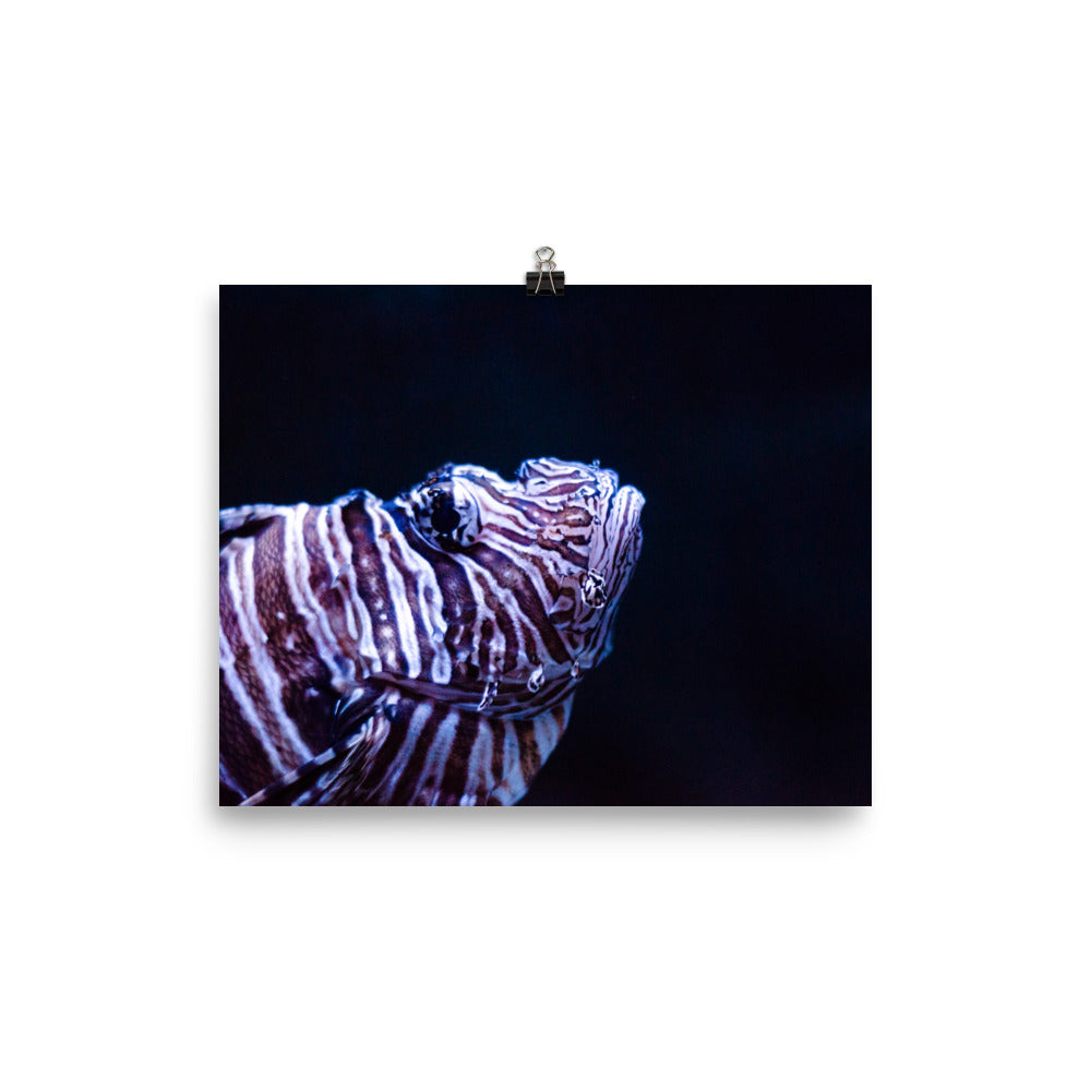 Lionfish 1 Art Print