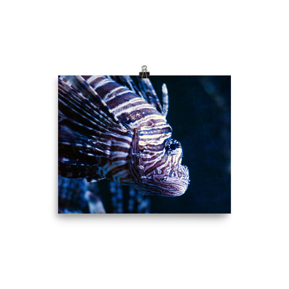 Lionfish 2 Art Print