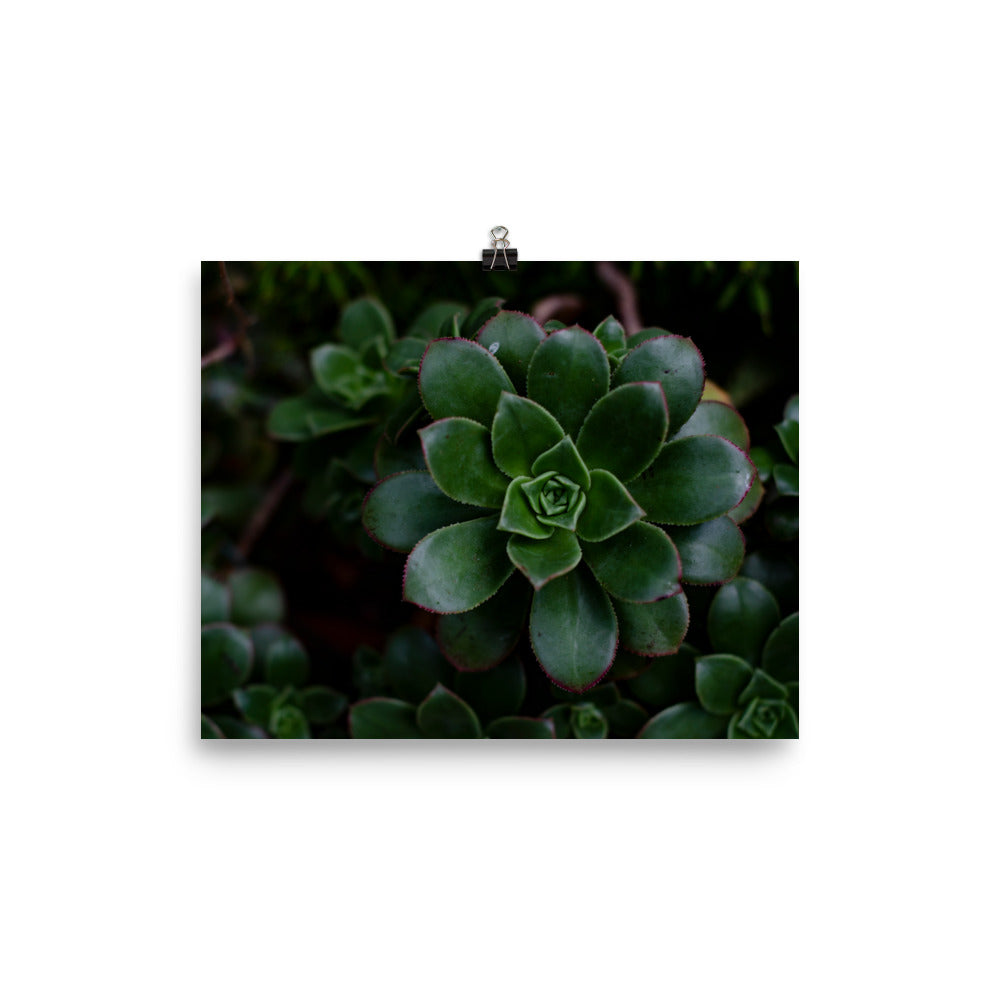 Succulents seem to be pure magic, though many plants do. If you're a plant lover you may find the symmetry mesmerizing. This photo has a dark flair, so if you want to add to a moody maximalist dark vibe, this photo will do the trick.