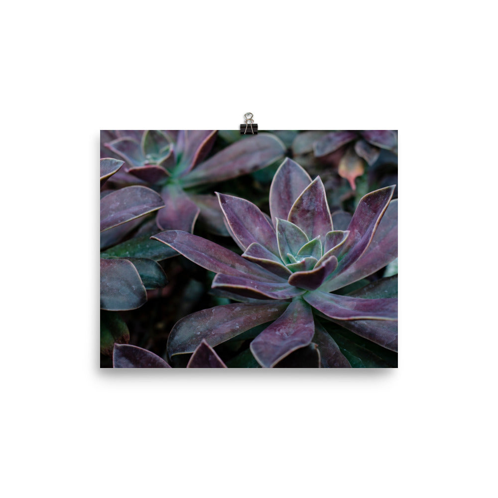 The Purple Succulent Garden Art Print is a beautiful way to show off a love for plants, succulents, and photography. Nature is showing off in this photo with purple-toned succulents and their gorgeously shaped leaves. The perfect moody-toned photo for a cozy room.