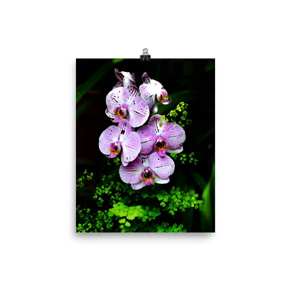 Purple Orchids Art Print