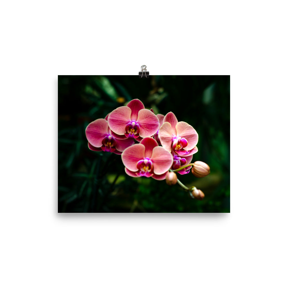 Branching Orchids Art Print