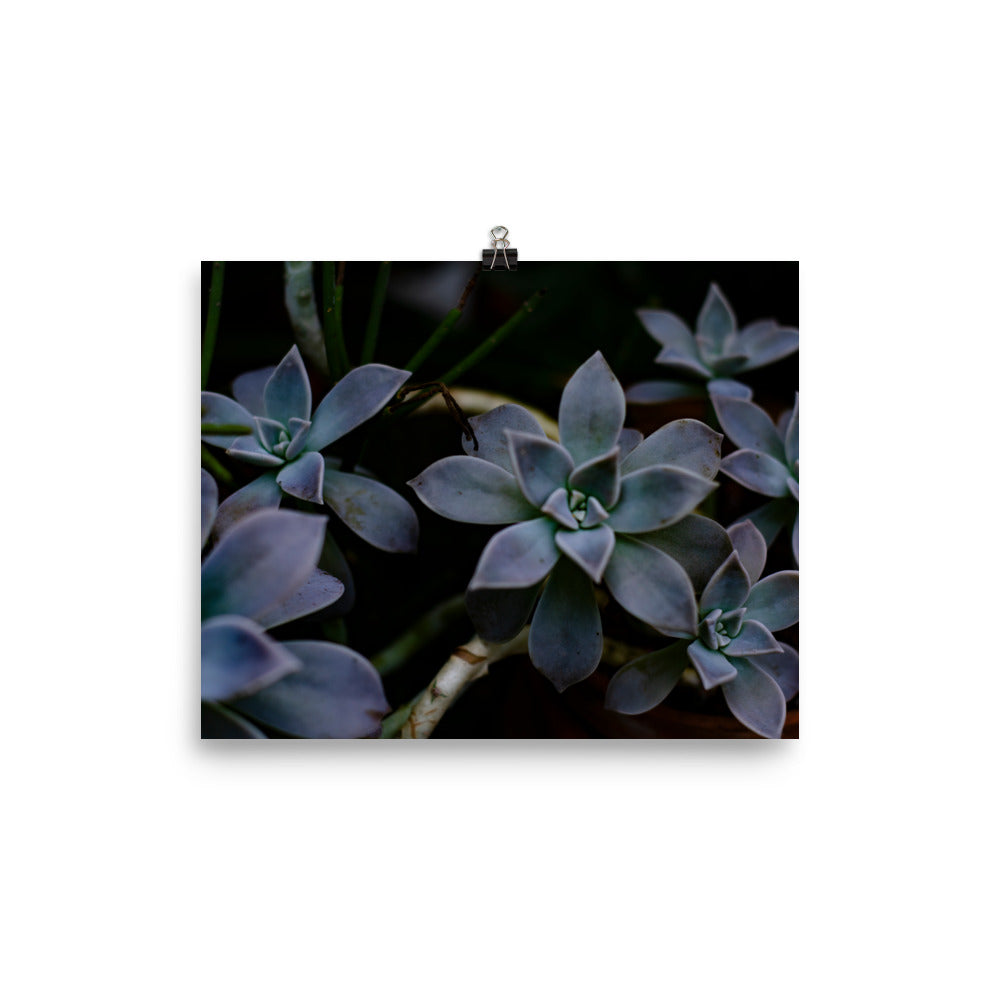 Purple Succulent Garden Art Print 2