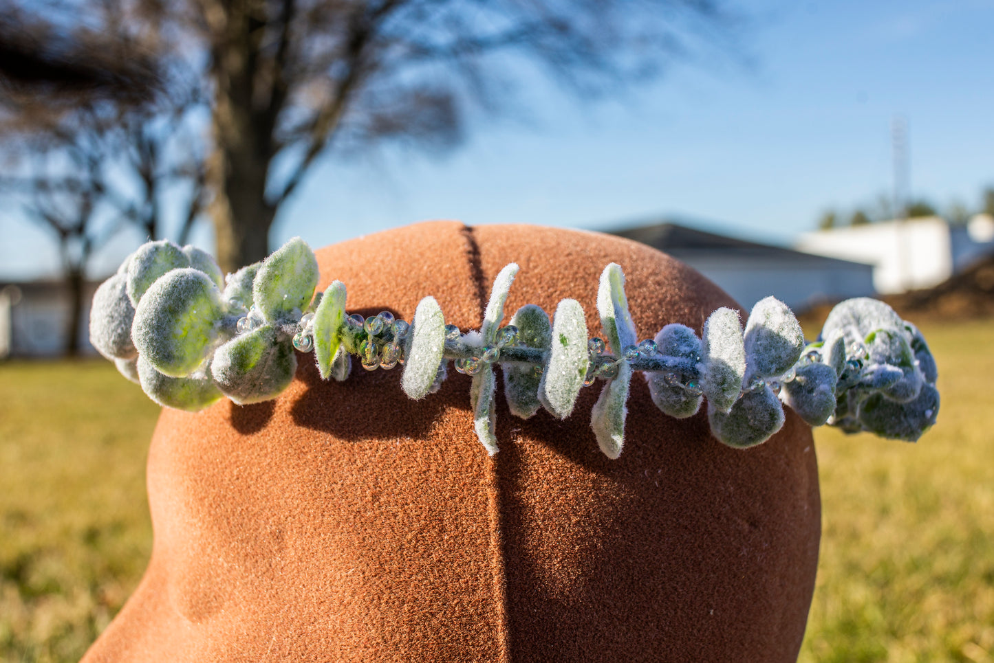 Winter Snowy Eucalyptus Crown