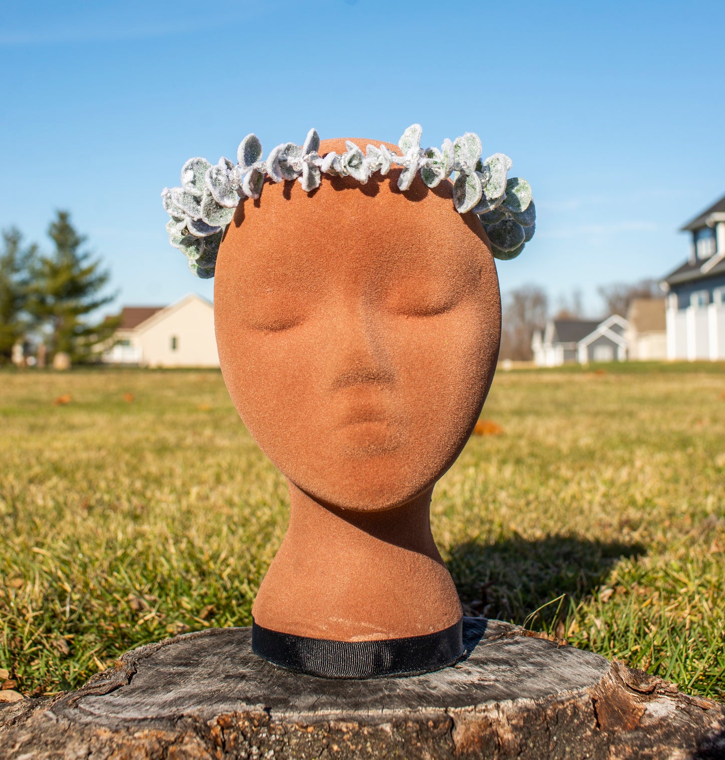 Winter Snowy Eucalyptus Crown