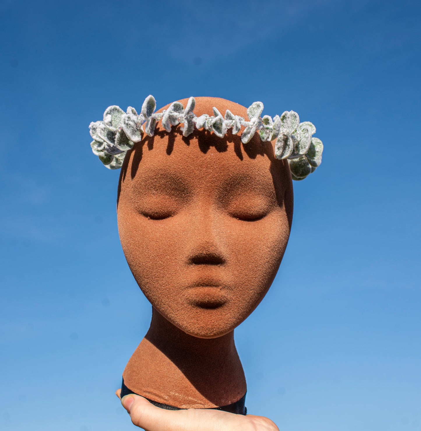 Winter Snowy Eucalyptus Crown