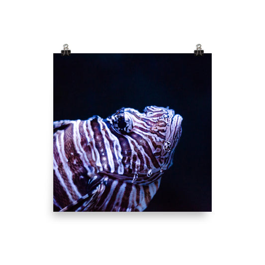 Lionfish 1 Art Print