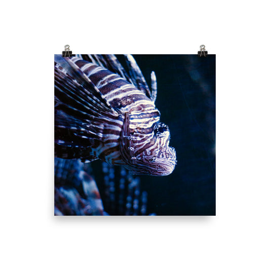 Lionfish 2 Art Print