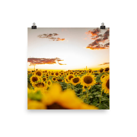 There's nothing quite like a sunset, especially when you're surrounded by sunflowers in the summertime. Lover of sunflowers? It's hard not to be. This picture-perfect moment will look right at home in any room, bringing warmth and depth.