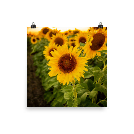 A field of sunflowers as far as the eye can see.. not too many things as warm and beautiful as that. A Junebug on a Sunflower in the middle of summer. This picture-perfect moment will look right at home in any room, bringing warmth and depth. Photographed in Ohio.
