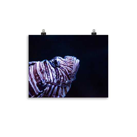 Lionfish 1 Art Print