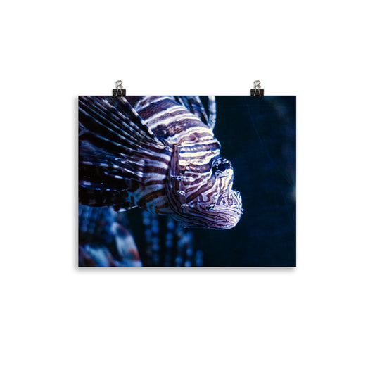 Lionfish 2 Art Print