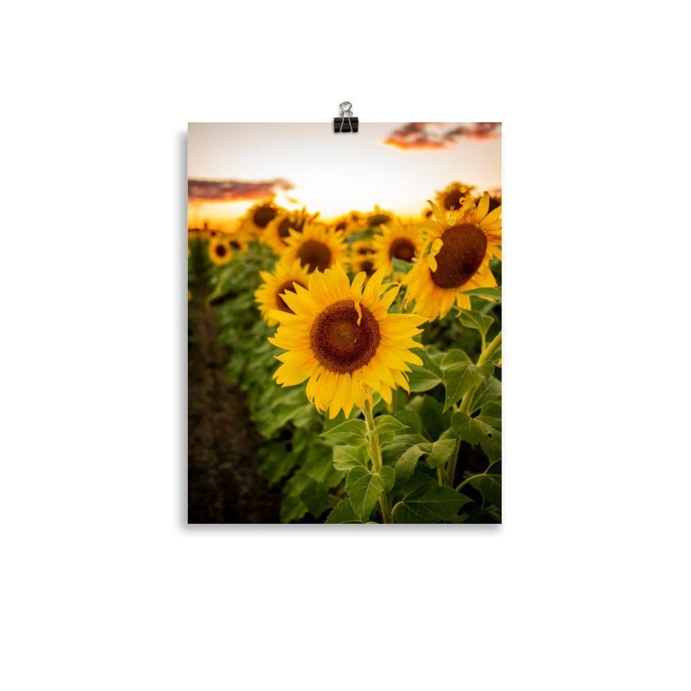 A field of sunflowers as far as the eye can see.. not too many things as warm and beautiful as that. A Junebug on a Sunflower in the middle of summer. This picture-perfect moment will look right at home in any room, bringing warmth and depth. Photographed in Ohio.