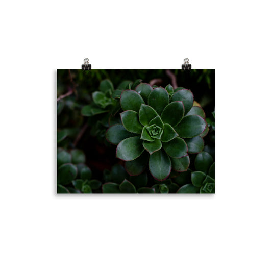 Succulents seem to be pure magic, though many plants do. If you're a plant lover you may find the symmetry mesmerizing. This photo has a dark flair, so if you want to add to a moody maximalist dark vibe, this photo will do the trick.