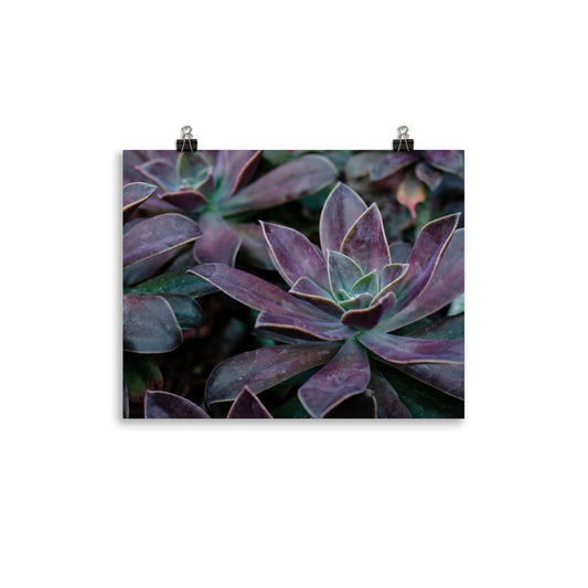 The Purple Succulent Garden Art Print is a beautiful way to show off a love for plants, succulents, and photography. Nature is showing off in this photo with purple-toned succulents and their gorgeously shaped leaves. The perfect moody-toned photo for a cozy room.