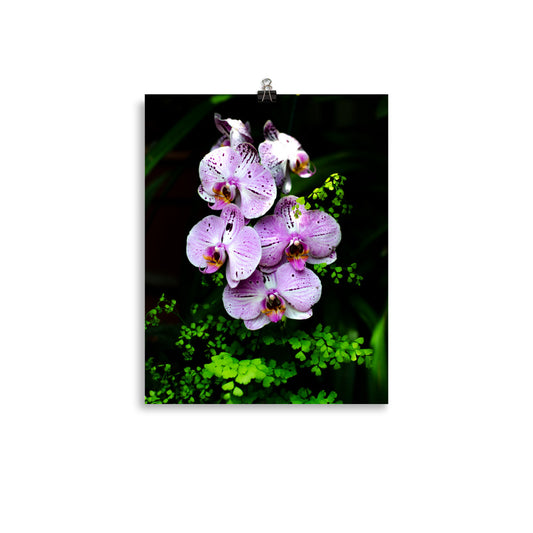 Purple Orchids Art Print