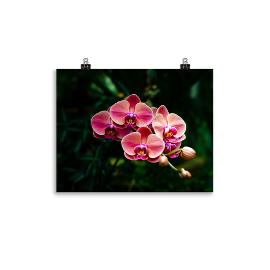 Branching Orchids Art Print