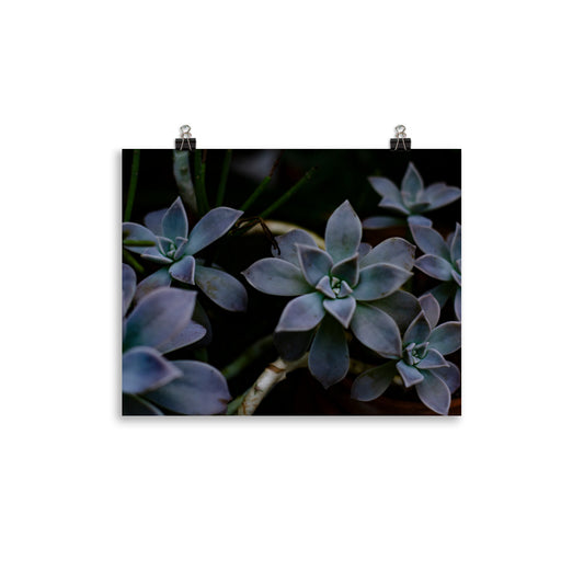 Purple Succulent Garden Art Print 2