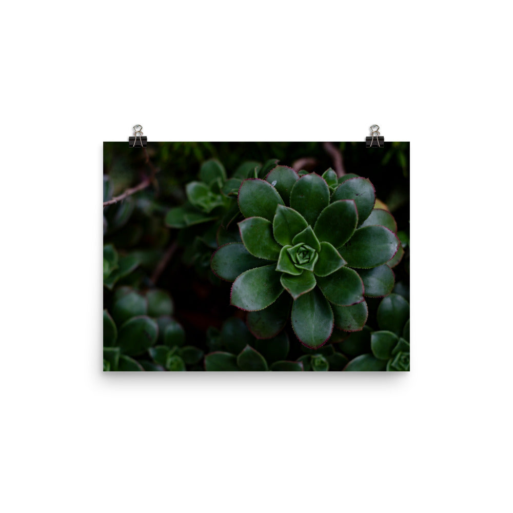Succulents seem to be pure magic, though many plants do. If you're a plant lover you may find the symmetry mesmerizing. This photo has a dark flair, so if you want to add to a moody maximalist dark vibe, this photo will do the trick.