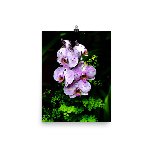 Purple Orchids Art Print