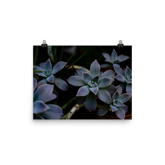 Purple Succulent Garden Art Print 2