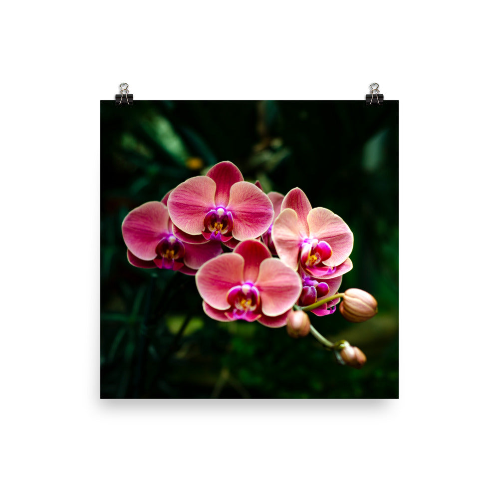 Branching Orchids Art Print