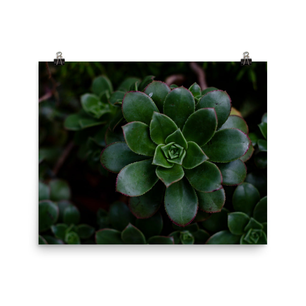 Succulents seem to be pure magic, though many plants do. If you're a plant lover you may find the symmetry mesmerizing. This photo has a dark flair, so if you want to add to a moody maximalist dark vibe, this photo will do the trick.