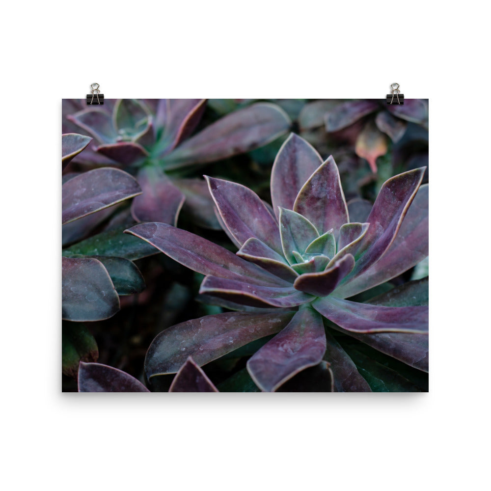 The Purple Succulent Garden Art Print is a beautiful way to show off a love for plants, succulents, and photography. Nature is showing off in this photo with purple-toned succulents and their gorgeously shaped leaves. The perfect moody-toned photo for a cozy room.